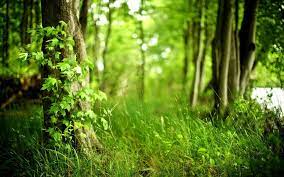 green forest wallpapers 60 images inside