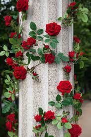 red roses around white concrete pillar