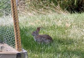 How To Get Rid Of Rabbits Homeowner S