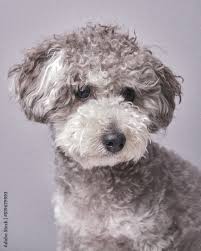 cute poodle puppy silver poodle stock