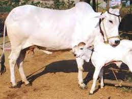 मध्य प्रदेश सरकार दे रही 1500 मुफ्त गायें, जाने क्या है योजना - Madhya  Pradesh government is giving 1500 free cows, know what is the scheme