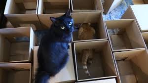 Pada laman seterusnya, pada ruangan transfer from, dalam kotak pilihan, pilih tabung haji account. Mainan Diy Untuk Kucing 49 Foto Bagaimana Membuat Mainan Daripada Kertas Dan Kotak Untuk Kucing Di Rumah Idea Produk Buatan Sendiri Dari Bahan Scrap Untuk Kucing