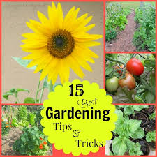 15 Best Vegetable Gardening Tips Life
