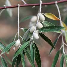 russian olive elaeagnus angustifolia
