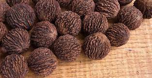 black walnut benefits uses and