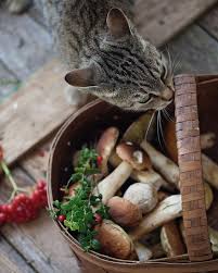 As it turns out, animals and fungi share a common ancestor, and branched away from plants at some point about 1.1 billion years ago. Can Cats Eat Mushrooms Are Mushrooms Safe For Cats Cattime Stuffed Mushrooms Mushroom Cottage Cats