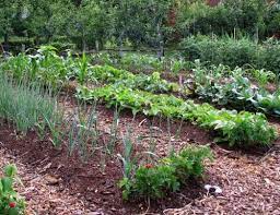 Mulching Vegetable Plants How To Guide