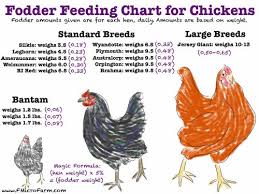 Fodder Feeding Chart For Chickens Chickens Backyard Micro