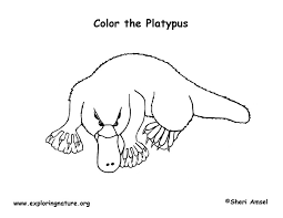 Find more parenting information, easy family recipes, activities, product trials colouring in pages. Platypus Coloring Page