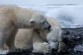 How Much Does A Polar Bear Weigh Polar Bear Weight