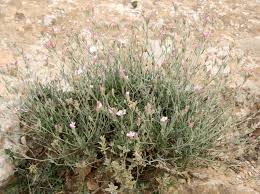 Convolvulus oleifolius Desr. | Flora of Israel Online