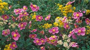 Learn more about growing cosmos here. Fresh Color Combos Zone 8 11
