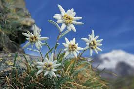 edelweiss flowers meaning