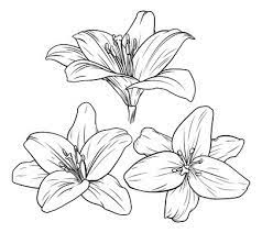 lily drawing images browse 213 968