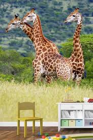 Wallpaper roll safari jungle animals coloring decor kids outline 24in x 27ft. Giraffes Wall Mural Large Photo For Walls About Murals