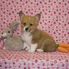 Petland fairfax, va has pembroke welsh corgi puppies for sale! Pembroke Welsh Corgi Puppy For Sale Puppy Love