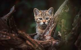 European Wildcat Small Kitten Forest