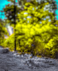 cb picsart tree blur editing background