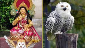 White Owl in Kashi Vishwanath Dham