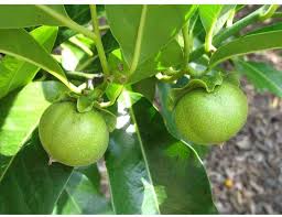 The fruit, popular as nasebrry, is one of the most relished tropical delicacy in the. White Sapote As A Strong Antioxidant Fruit