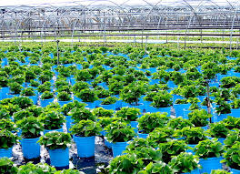 Plant Nursery Wikipedia