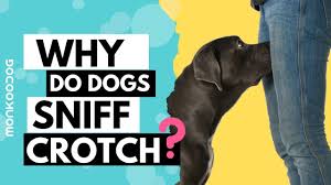 why do dogs sniff your private parts or