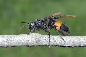 the asian giant hornet the world s