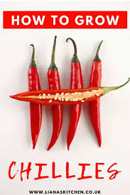Chilli plants are not annuals. How To Grow Chillies At Home Liana S Kitchen
