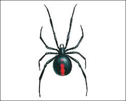 Deadliest Spiders In Australia