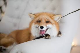 To us in the united states it is an appalling thought to eat our pets, but better grab the leash of your favorite dog and hide your silverware. Can You Have A Fox As A Pet Legality Ethics Faq Pet Keen