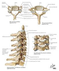 The Main Weight Of The Body Is Carried By The Vertebral