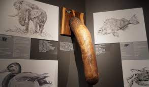 Museo de penes en Islandia: faloteca exhibe miembros para todos los gustos  y tamaños 
