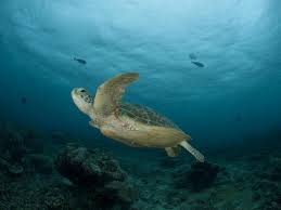 Olive ridley turtles are the most abundant sea turtle. Green Turtle Sea Turtles Species Wwf