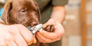 how to cut puppy nails purina