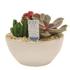 Desert Gems Indoor Cactus Garden