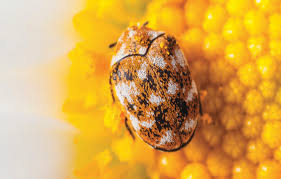 carpet beetles what are the facts