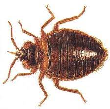 Bedbugs On Rise In Pest World Las