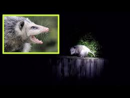 an opossum in your garden