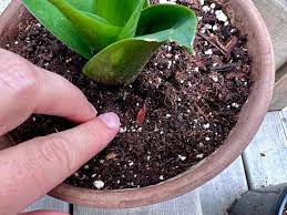 tiny bugs in houseplant soil how to
