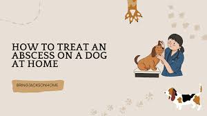 treat an abscess on a dog at home 2024