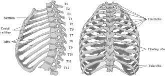 Interactive tutorials about the ribs and sternum bones, with labeled images and diagrams featuring the beautiful illustrations of getbodysmart. Basic Biomechanics Of The Thoracic Spine And Rib Cage Sciencedirect