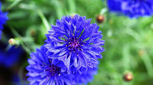 61 types of blue flowers with names and