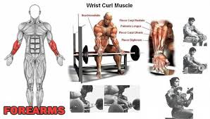Forearms Wrist Curl Muscle Healthy Fitness Workout Tips Bicep