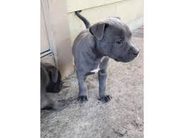 Maybe you would like to learn more about one of these? American Pitbull Puppies For Sale Novocom Top