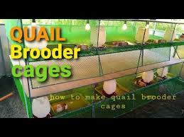 how to make brooder cage paano gumawa