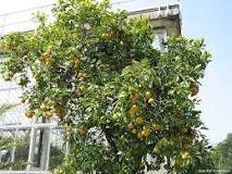 what-is-the-best-month-to-plant-orange-trees