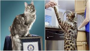 Maine coon prices vary considerably depending upon where the breeder is located, what health tests their cats have undergone and what purpose they are breeding for. Cygnus And Arcturus Tallest Cat And Kitty With The Longest Tail Have Died After House Fire Guinness World Records