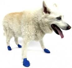 Pawz Dog Boots In Blue Size Medium 12 Pack
