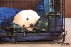How often should i take my puppy out at night. How To Crate Train A Puppy Day Night Even If You Work 2021