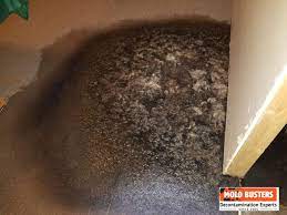 mold in carpet health risks and can